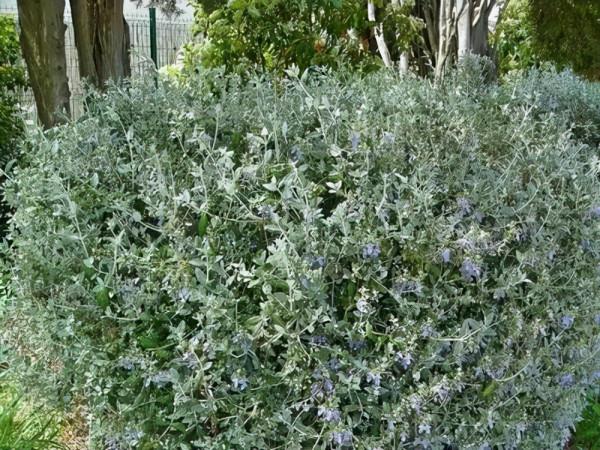 藍精靈——水果藍