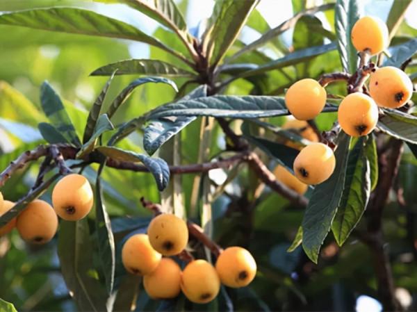 冬季果園怎麼維護?安徽省果園冬季管理技術指導意見釋出 冬季果園怎麼維護?安徽省果園冬季管理技術指導意見釋出