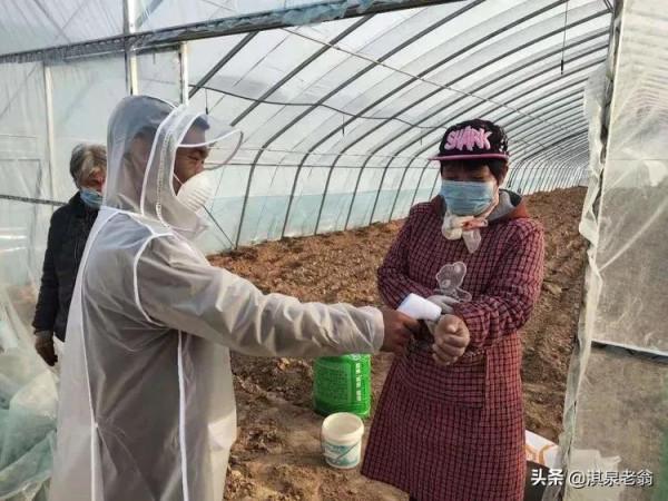 脫毒紅薯秧苗是如何培育的,說說其中的奧秘 脫毒紅薯秧苗是如何培育的,說說其中的奧秘