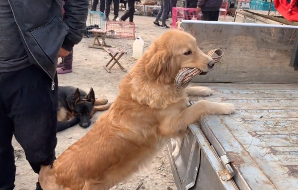 山東:狗市裡靈性金毛叼著牽引繩繞車轉,大哥:10萬,我都沒賣 山東:狗市裡靈性金毛叼著牽引繩繞車轉,大哥:10萬,我都沒賣