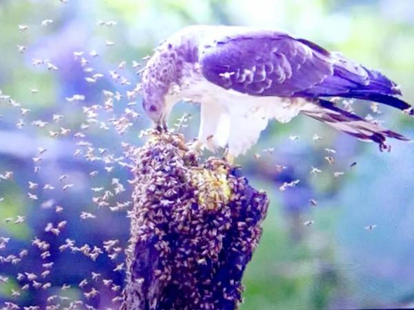 友，青悅帶你去看世上最厲害的昆蟲（1）