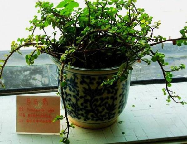 地裡一種&OpenCurlyDoubleQuote;軟趴趴&rdquo;的野菜，經過控養，也能變成有趣的老樁盆景