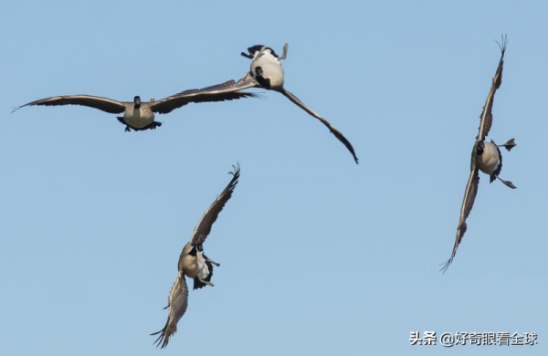 你見過鳥倒著飛嗎？