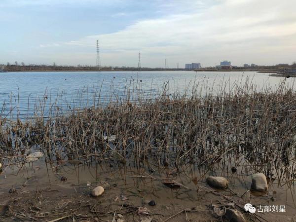 永年洛湖公園殘荷