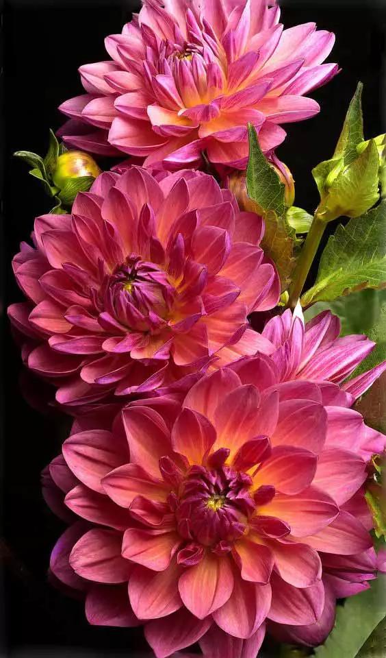 分享圖片：樸實豔麗的大麗花