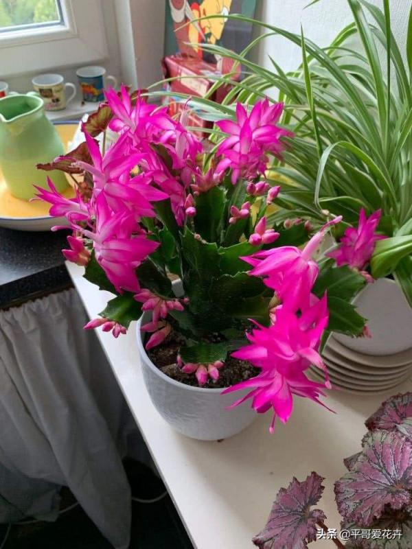 平安夜來臨，5種花今年很“流行”，你家裡養了幾種呢？真的很美