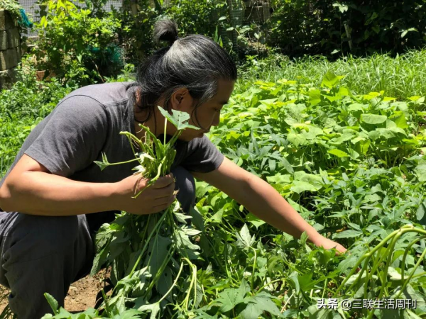 那些回到鄉村的年輕人，現在過得怎麼樣？