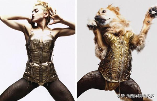 金毛模仿麥當娜造型走紅網路,鏡頭感太好,明星範兒十足 金毛模仿麥當娜造型走紅網路,鏡頭感太好,明星範兒十足