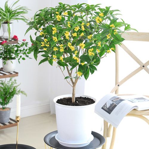 陽臺養盆四季桂的養護注意事項，這三點最為重要