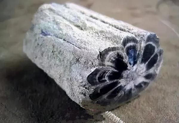 木化石，億萬年前的遺世孤品