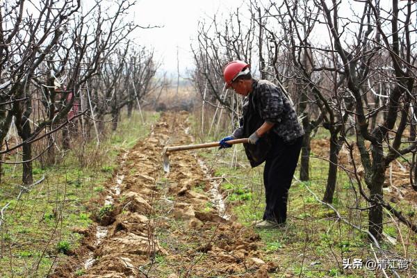 同樣在施肥，為什麼你的作物就沒人家的長得好？肥料品種很重要