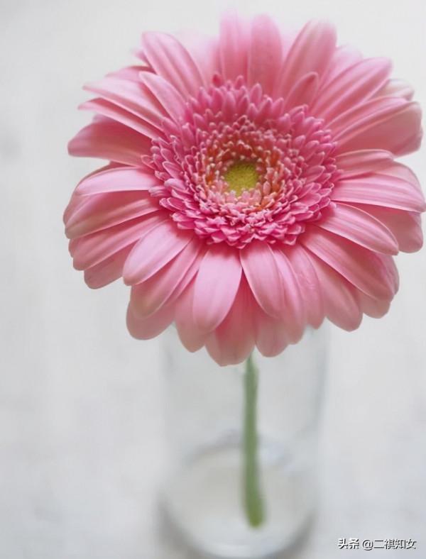 高圓圓演女強人，真實擁有完美伴侶！女性怎樣讓事業家庭兩平衡？