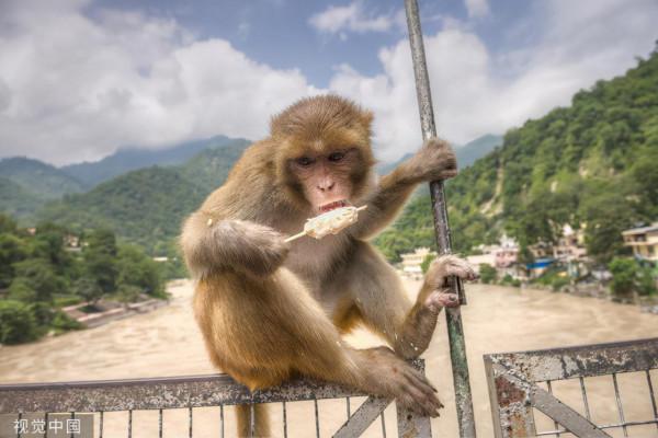 印度潑猴又鬧出人命了!這次是把一名政客妻子逼得跳樓摔死 印度潑猴又鬧出人命了!這次是把一名政客妻子逼得跳樓摔死