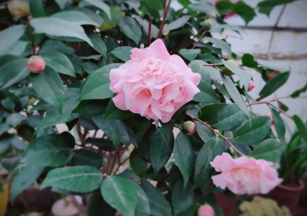 冬天好看“卻難養”的4種花，既然買了就要養好，教你養護技巧