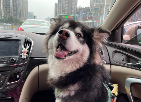 這些“中看不中用”的狗,不要奢望它對你好 這些“中看不中用”的狗,不要奢望它對你好