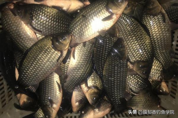 天冷時釣魚,活餌效果好,活餌應該如何搭配窩料?活餌的使用技巧 天冷時釣魚,活餌效果好,活餌應該如何搭配窩料?活餌的使用技巧