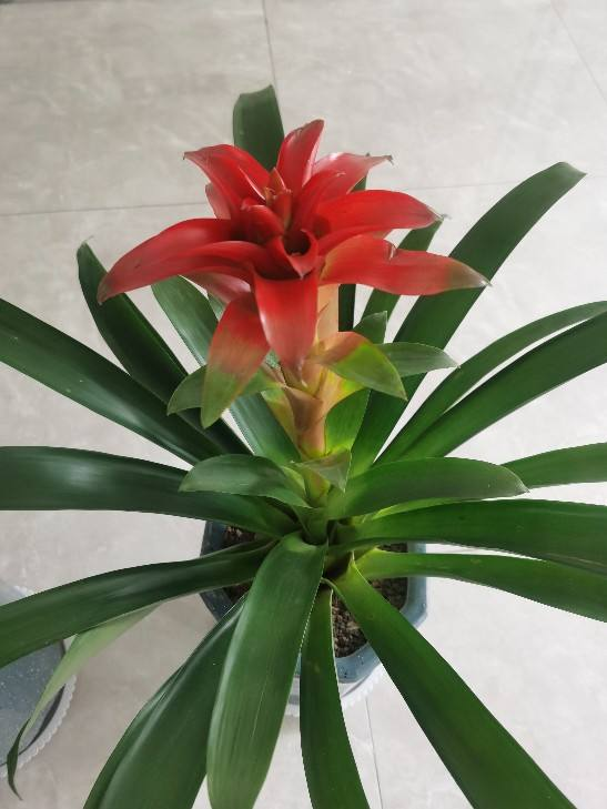 4種花是冬日裡的“開花機器”，花紅得像火，還有吉祥好兆頭