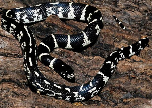 動物世界大全 第四章 爬行動物（三）圖文解析每天為你展現動物知識