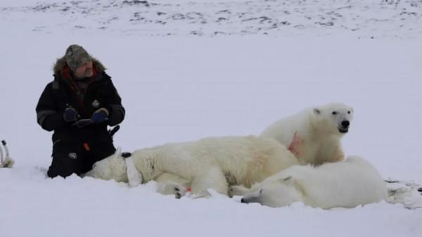 抓住北極熊後該做些什麼？丨奇怪的動物知識