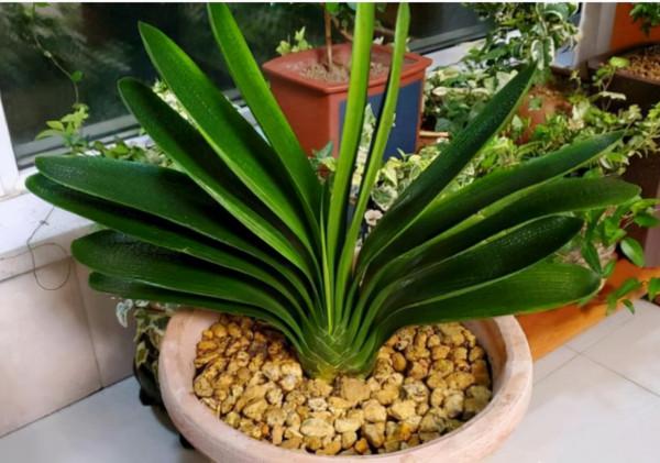 九大“健康花”,建議大家養一盆,乾淨漂亮又吉祥 九大“健康花”,建議大家養一盆,乾淨漂亮又吉祥