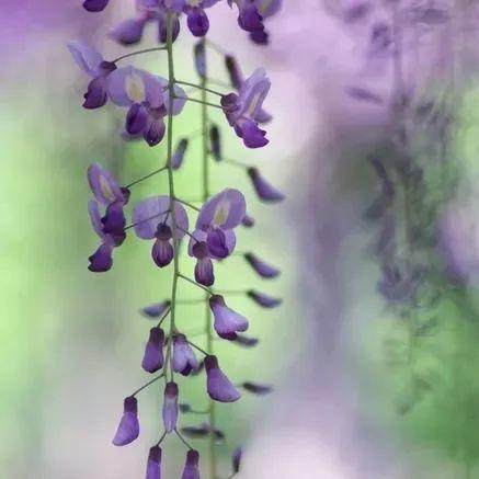 十首絕美元曲，讀一遍就愛上了