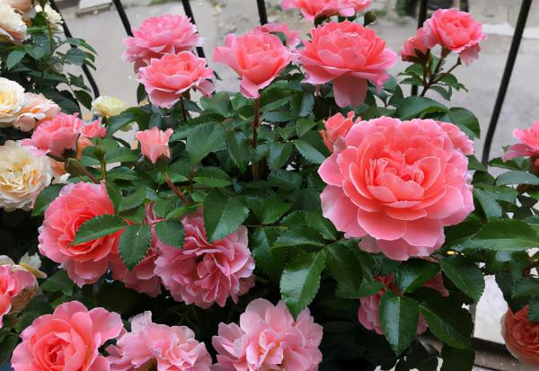 3種花天冷趕緊剪！不剪變光桿，活不過冬天