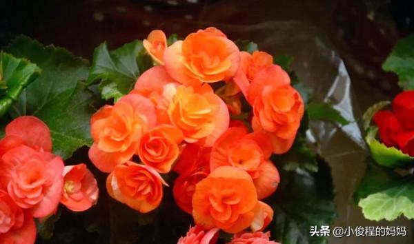 分享——麗格海棠花