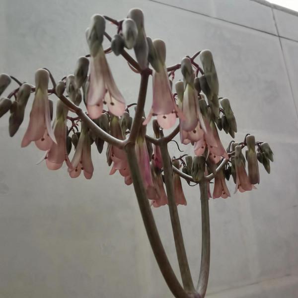 看出是什麼花？我佩服你是大神