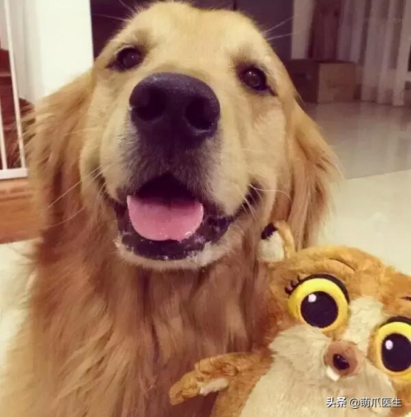 當社交NB症小貓咪進家後…主人：我造了什麼孽啊