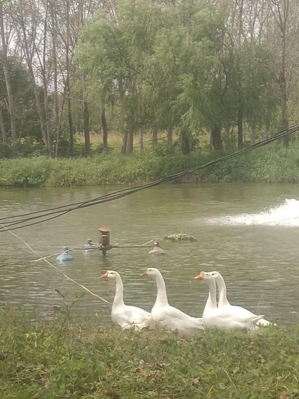 天鵝、大鵝,本是同根生,境遇大不同 天鵝、大鵝,本是同根生,境遇大不同