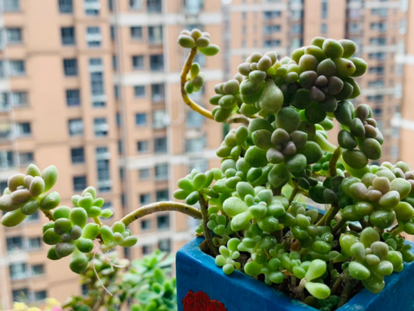 家裡養2種多肉,就能妥妥變成“養肉大戶”,掰個小芽能爆滿盆 家裡養2種多肉,就能妥妥變成“養肉大戶”,掰個小芽能爆滿盆