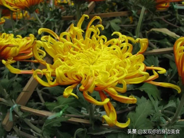 傲霜菊花奪人眼