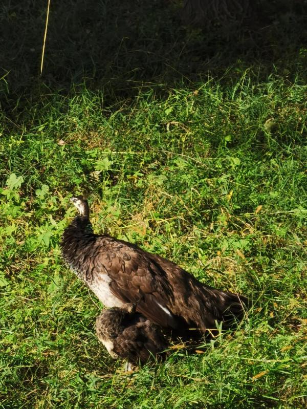 南海子公園咋恁美？