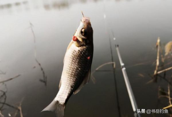 跟著大爺學釣魚，這個秘密武器你想不到，看到魚獲我羨慕了