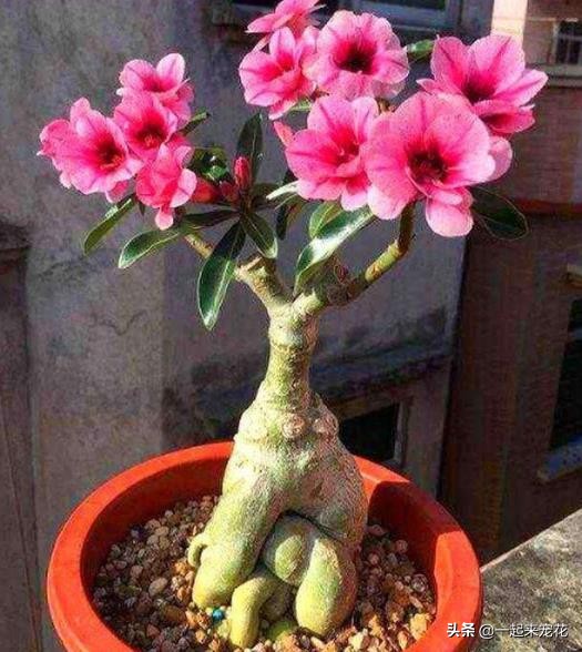 新手養沙漠玫瑰，牢記掌握2個技巧，枝繁葉茂養成小老樁