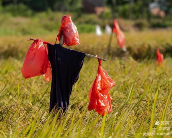 「視覺廣東」稻草人