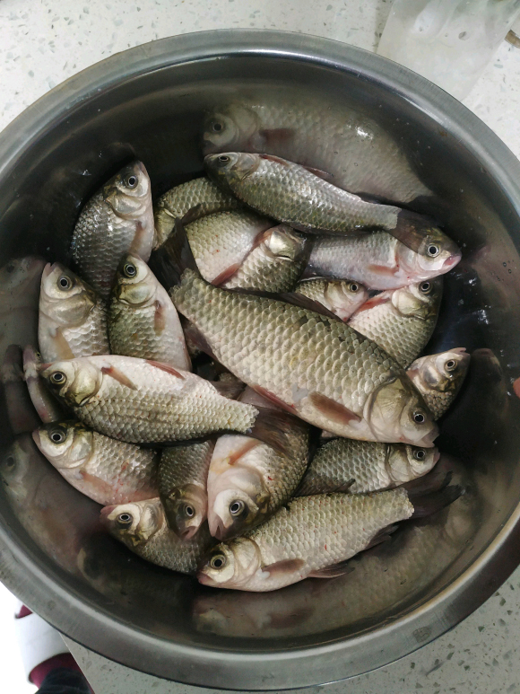 早春野釣這幾種地方出大鯽魚，很容易找到