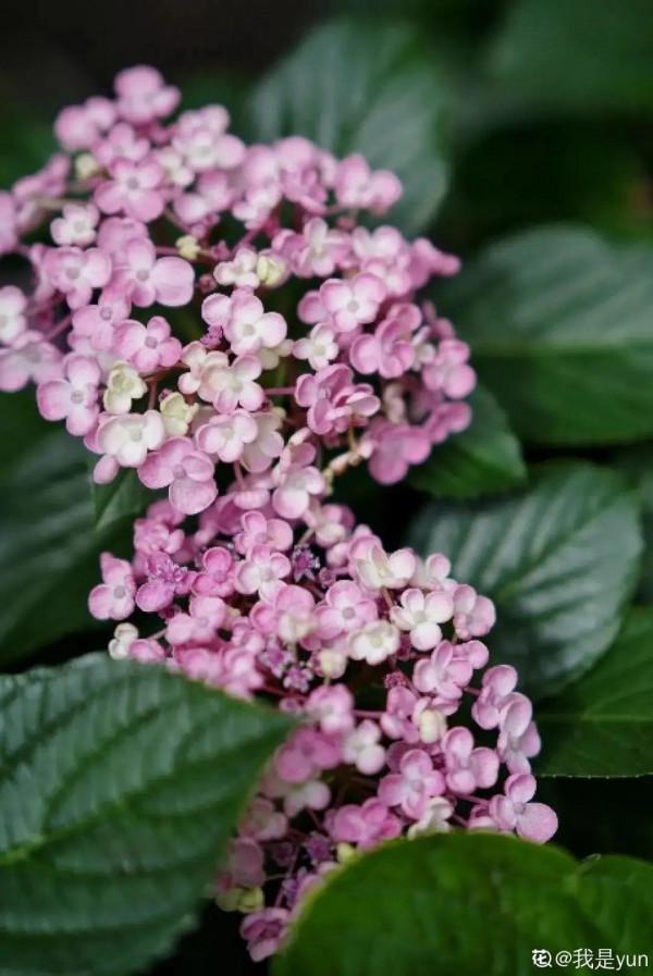 10種花不怕冷,先別搬進屋,放外面凍一凍,開花更旺 10種花不怕冷,先別搬進屋,放外面凍一凍,開花更旺