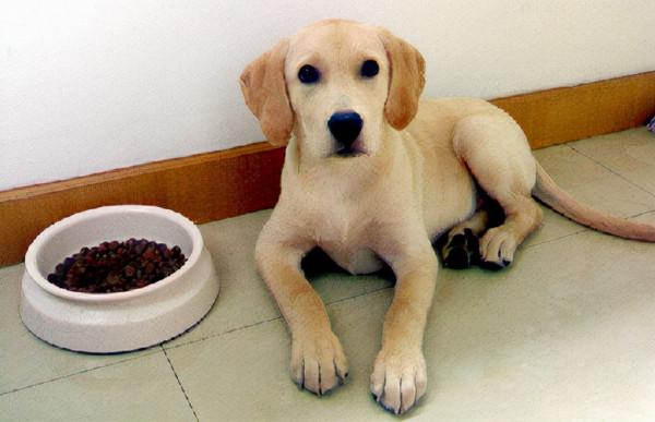 拉布拉多一天吃多少狗糧,怎麼餵養? 拉布拉多一天吃多少狗糧,怎麼餵養?