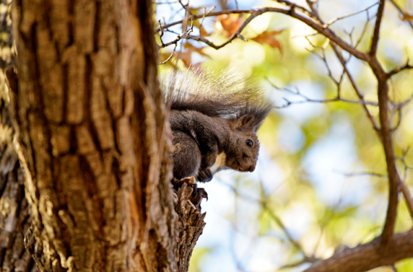 環境,生態,家園……松鼠給過你一幅畫卷,你卻拿它當了草紙 環境,生態,家園……松鼠給過你一幅畫卷,你卻拿它當了草紙