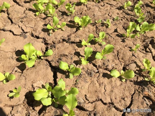 秋季能不能種生菜，什麼時候播種，怎麼管理生菜才能長得又大又好