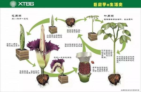 幾十年開花一次，花高三米，像一顆巨大的白菜，極其罕見