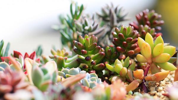 山東男子花費5萬買一盆多肉綠植，越養越值錢，到底長啥樣