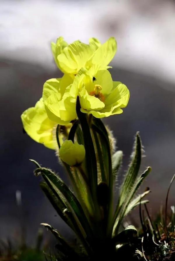 黃花綠絨篙,耐寒耐乾旱的高山植物,很有風骨 黃花綠絨篙,耐寒耐乾旱的高山植物,很有風骨