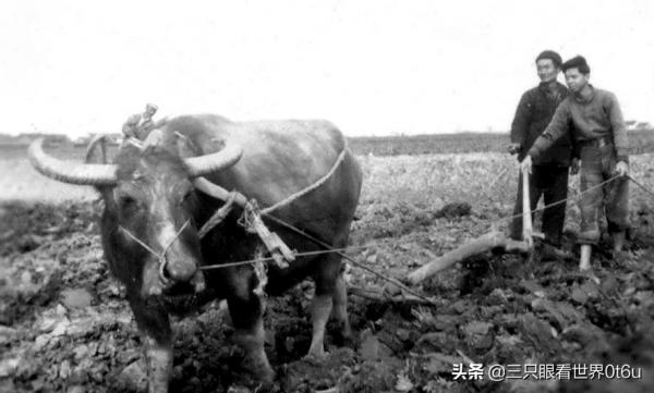 「知青往事」情葬巴山 「知青往事」情葬巴山