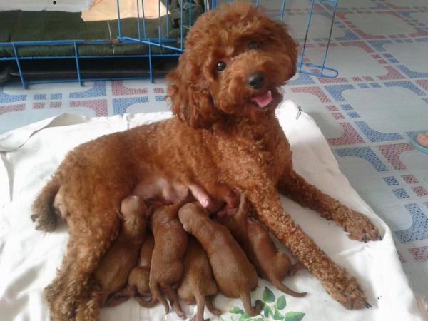 就算和泰迪“很熟”，也不要做這些事，它們不喜歡