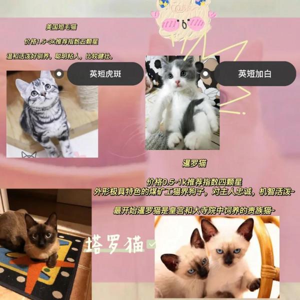 新手怎麼養貓之貓貓的種類