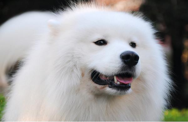 薩摩耶犬是否健康，可以這樣判斷