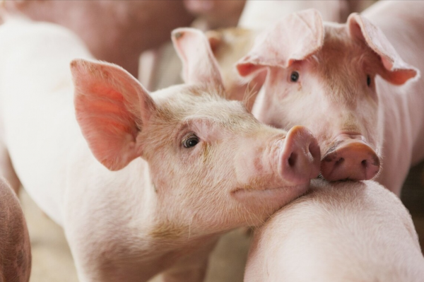 豬脖子腫大呼吸困難是什麼病？豬脖子腫大怎樣治療？三個治療方法