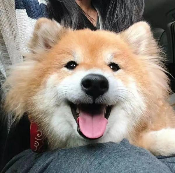 主人曬出家裡狗狗小時候和現在的對比照，全網被萌哭